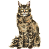 Maine Coon Cat
