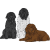 Newfoundland Newfoundland Dog Gift