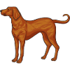 Redbone Coonhound Chien Cadeau