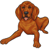 Redbone Coonhound Hund Geschenk