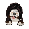 Cadeau de chien Sheepadoodle