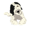 Cadeau de chien Sheepadoodle