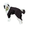 Cadeau de chien Sheepadoodle