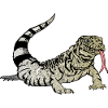Tegu Lizard Reptile Herpetologist