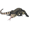 Lézard Tegu Herpétologiste