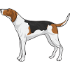 Treeing Walker Coonhound