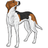 Treeing Walker Coonhound