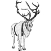 reindeer