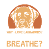 Why i love Labradors