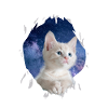 Cute 3D Kitten Cat - Gift