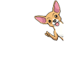 Chiweenie chien de côté