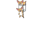Chiweenie Hund