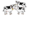 Vache veau agriculteur Vaches