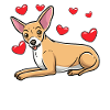 Chiweenie Dog