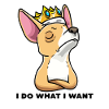 Chiweenie dog with crown