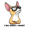 Chiweenie dog with sunglasses