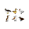Funny Booby Seabirds Collection