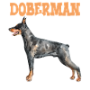 Doberman Dog Doberman Mom