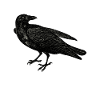 Crow raven lovers distressed