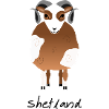 Shetland sheep