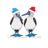 Blue-footed Christmas