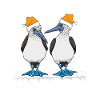 Blue-footed Christmas