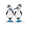 Blue-footed Christmas