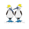 Seabirds Blue-footed
