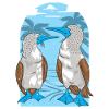 Seabirds Blue-footed
