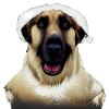 Kangal Dog - Kangal Christmas