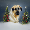 Kangal Christmas
