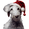 Bedlington Terrier Christmas