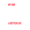 Bernedoodle Dog