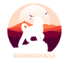 Bernedoodle Dog
