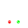 Bichon Frise