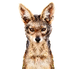 Jackal 2