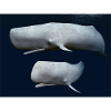 Two sperm whales, whale, whale