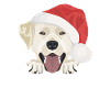 Joyeux Noël Labrador