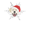 Joyeux Noël Labrador