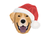 Labrador Merry Christmas
