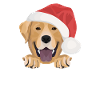 Joyeux Noël Labrador