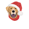 Joyeux Noël Labrador