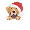 Joyeux Noël Labrador