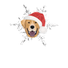 Joyeux Noël Labrador