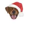 Labrador Merry Christmas