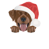 Joyeux Noël Labrador
