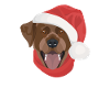 Joyeux Noël Labrador