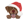 Joyeux Noël Labrador