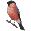 Eurasian Bullfinch Watercolour Illustration