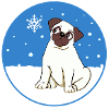 Pug in the snow